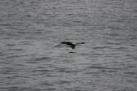 Vietnam ha long bay unesco bird sea.