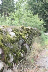 Wall moss stone green plant.