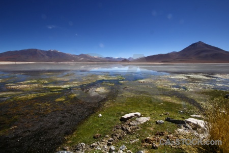 Water algae plant sky andes.