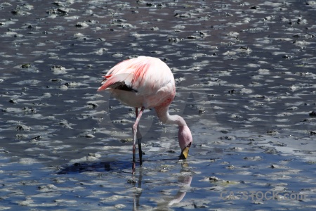 Water altitude lake bird bolivia.