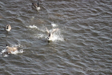 Water animal aquatic bird pond.