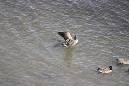 Water animal aquatic bird pond.