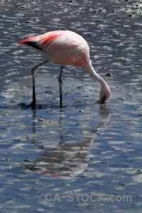 Water animal bird mud salt lake.