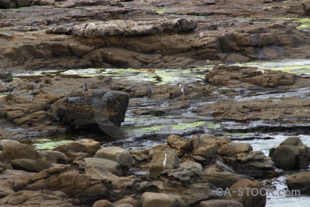 Water animal petrified forest catlins rock.