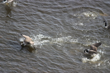 Water animal pond aquatic bird.