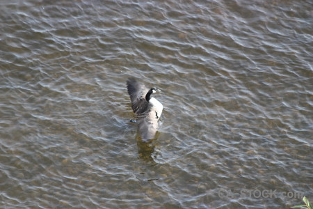 Water animal pond bird aquatic.