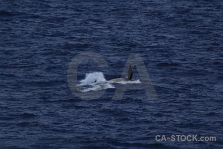 Water antarctica cruise animal whale drake passage.