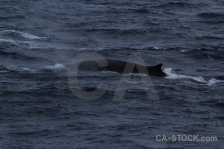 Water antarctica cruise drake passage sea whale.