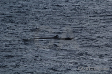 Water antarctica cruise sea day 4 animal.