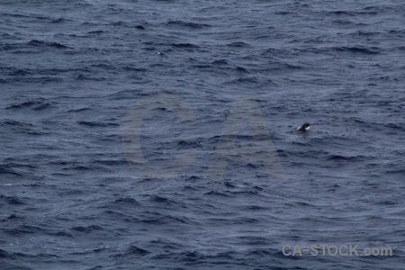 Water antarctica cruise whale day 4 animal.