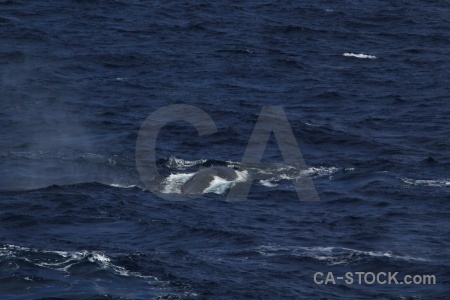 Water antarctica cruise whale sea day 4.