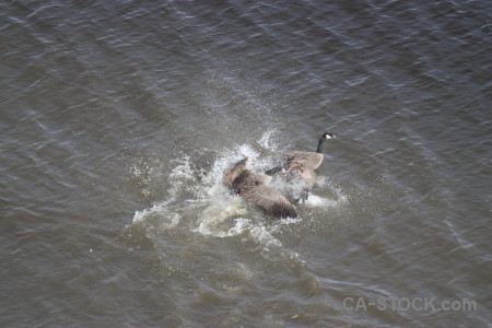 Water aquatic animal bird pond.