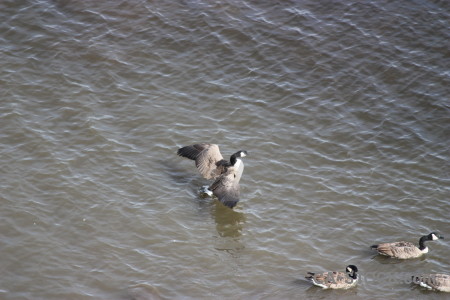 Water aquatic animal bird pond.