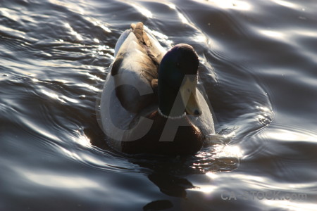 Water aquatic bird pond animal.