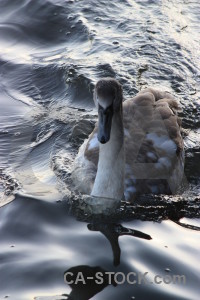 Water aquatic pond animal bird.