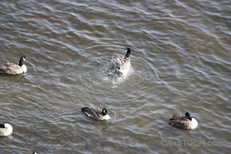 Water aquatic pond bird animal.