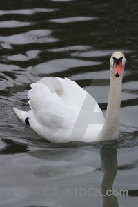 Water bird animal aquatic swan.