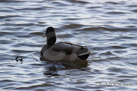 Water bird pond aquatic animal.
