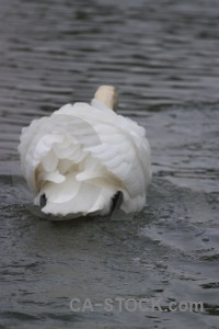 Water bird pond aquatic swan.