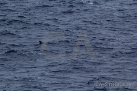 Water day 4 sea antarctica cruise animal.