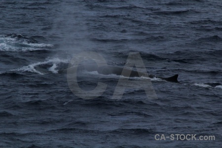 Water day 4 sea antarctica cruise drake passage.