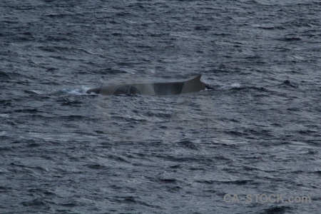 Water drake passage whale sea animal.