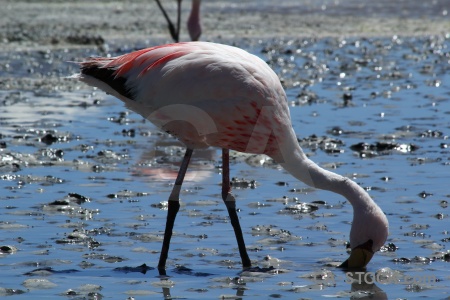 Water flamingo bird south america bolivia.