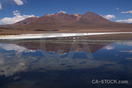 Water flamingo landscape snowcap laguna canapa.