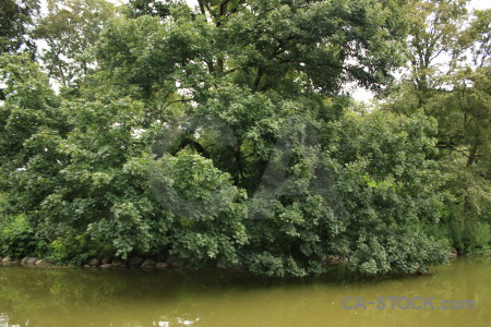 Water green lake tree.