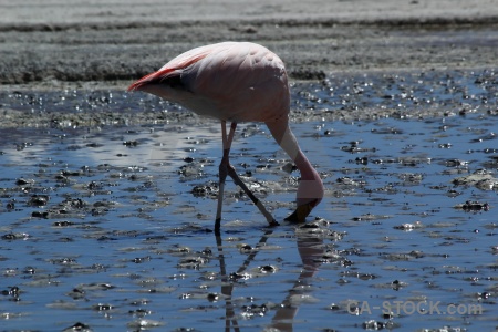 Water lake animal salt bird.