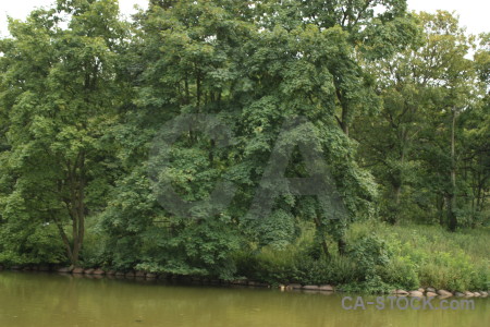 Water lake green tree.