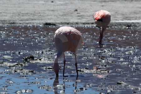 Water lake south america andes bird.