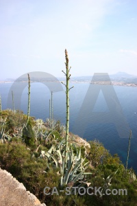 Water nature sea plant javea.