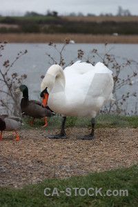 Water pond animal bird aquatic.