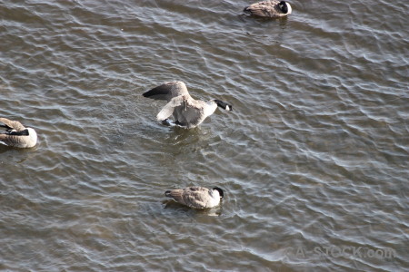 Water pond aquatic animal bird.