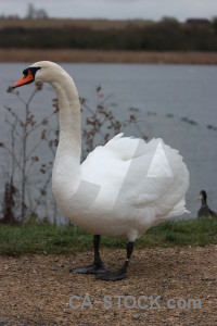 Water pond aquatic animal bird.