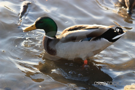 Water pond aquatic bird animal.