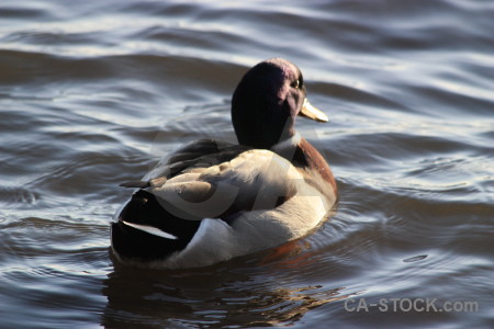 Water pond aquatic bird animal.