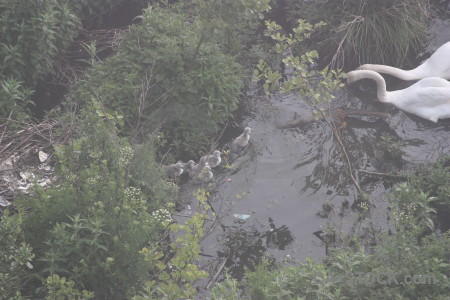 Water pond aquatic swan bird.
