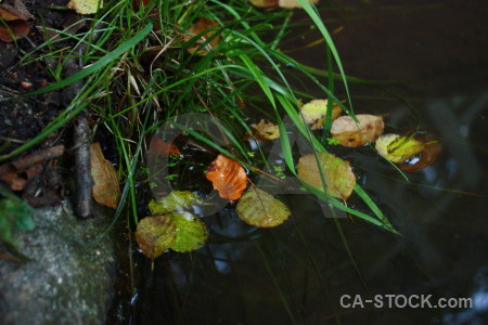 Water river grass leaf green.