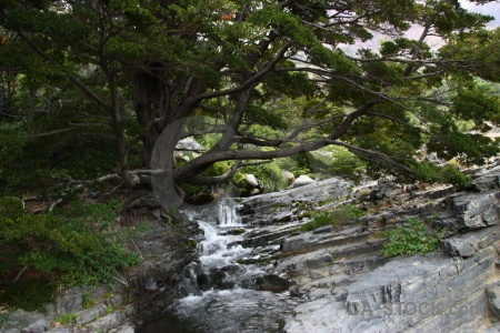 Water rock torres del paine tree south america.