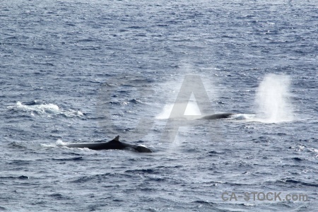 Water sea animal drake passage whale.