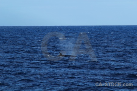 Water sea day 4 drake passage animal.