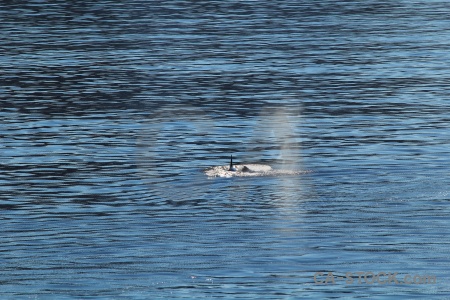 Water south pole day 6 adelaide island animal.