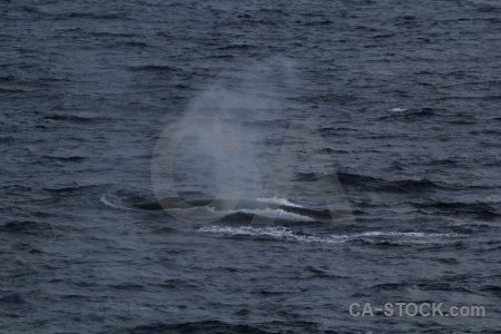 Water spray whale drake passage antarctica cruise.