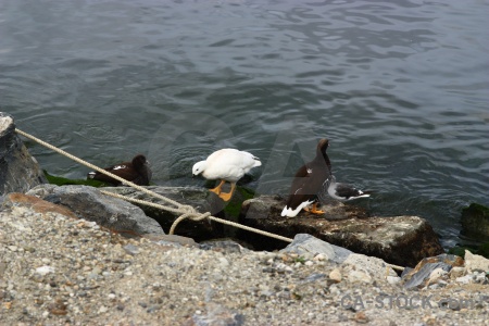 Water ushuaia south america animal tierra del fuego.