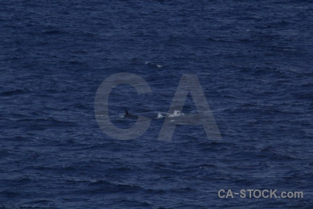 Water whale drake passage day 4 antarctica cruise.