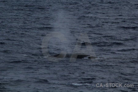 Water whale drake passage day 4 spray.