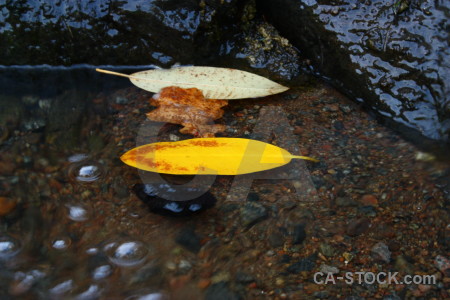 Water yellow leaf river.