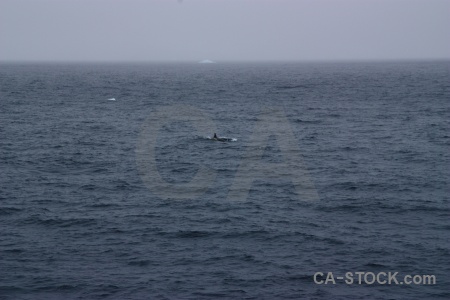 Whale antarctica cruise day 9 water south pole.